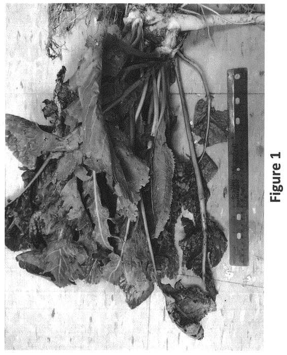 Figure 1 of US plant patent PP34570, the photograph of K-62 printed in the patent.
