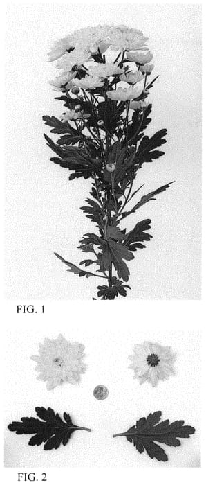 Figure 1 of US plant patent PP34571, the photograph of DLFROC2 printed in the patent.