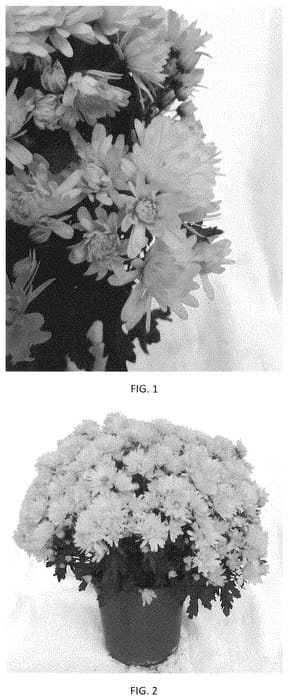 Figure 1 of US plant patent PP34572, the photograph of CIFZ0091 printed in the patent.