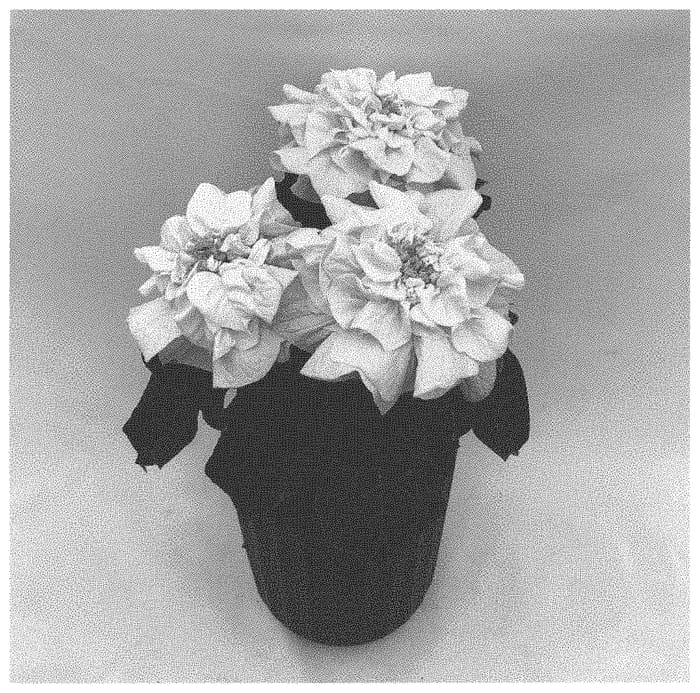 Figure 1 of US plant patent PP34573, the photograph of QS47 printed in the patent.