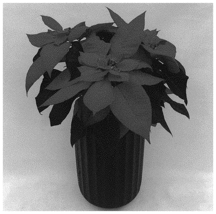 Figure 1 of US plant patent PP34574, the photograph of QS44 printed in the patent.