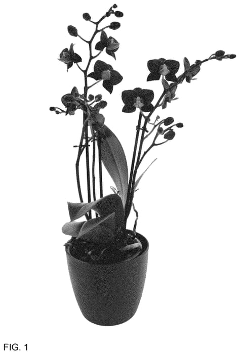 Figure 1 of US plant patent PP34575, the photograph of Grand Master printed in the patent.