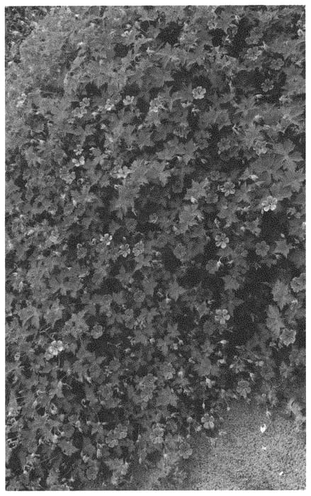 Figure 1 of US plant patent PP34576, the photograph of MARY ANNE printed in the patent.