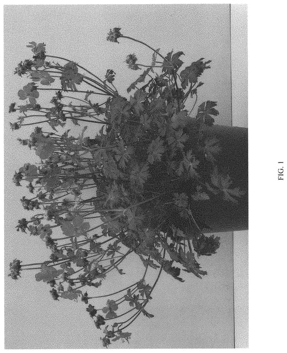 Figure 1 of US plant patent PP34577, the photograph of INTENSE printed in the patent.