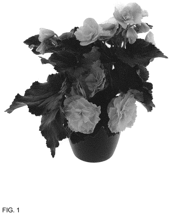 Figure 1 of US plant patent PP34578, the photograph of BKPBEEFW printed in the patent.