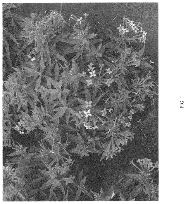 Figure 1 of US plant patent PP34579, the photograph of WINBUESLST printed in the patent.