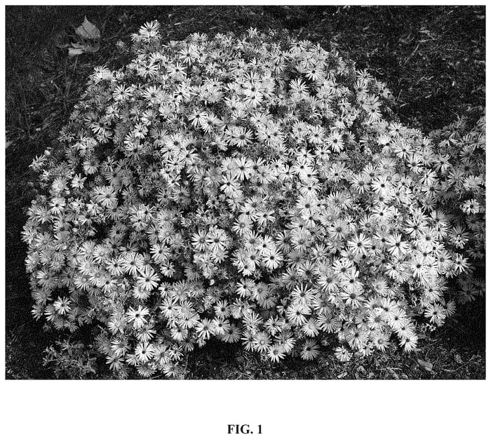 Figure 1 of US plant patent PP34580, the photograph of Cotton Candy printed in the patent.