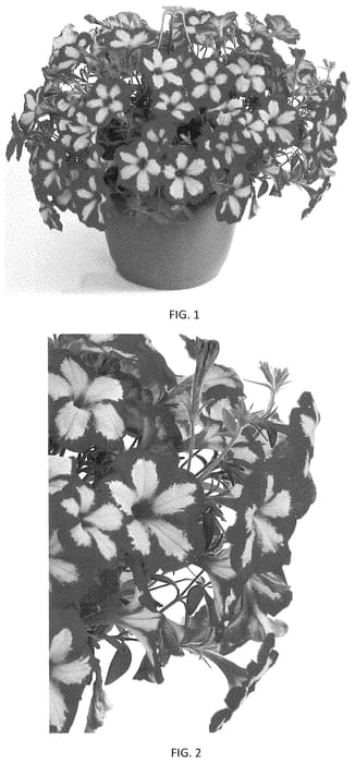 Figure 1 of US plant patent PP34581, the photograph of PEHY0056 printed in the patent.