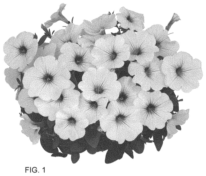 Figure 1 of US plant patent PP34582, the photograph of Dopetdurasil printed in the patent.
