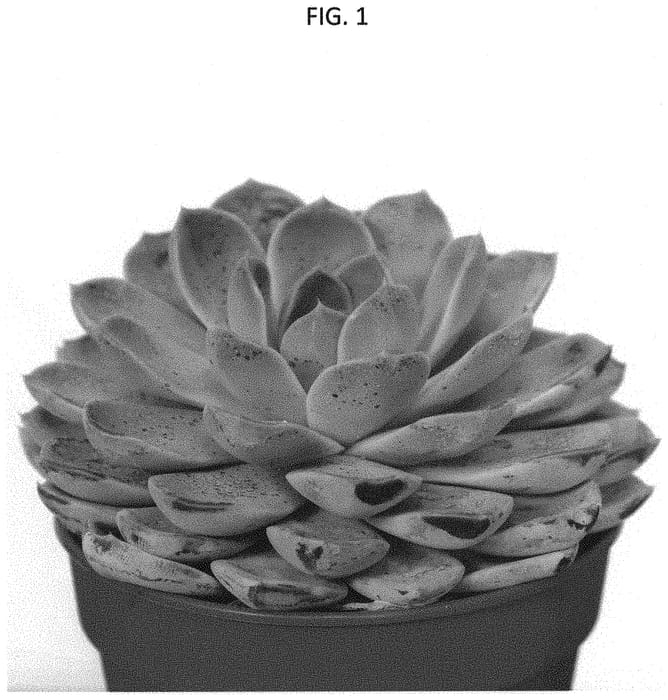 Figure 1 of US plant patent PP34583, the photograph of AMIECH2105 printed in the patent.