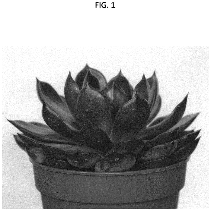 Figure 1 of US plant patent PP34584, the photograph of AMIECH2102 printed in the patent.