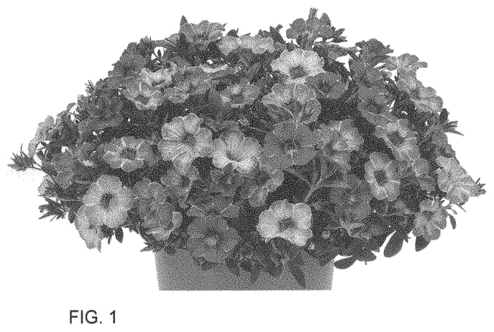 Figure 1 of US plant patent PP34585, the photograph of Docalraipapi printed in the patent.