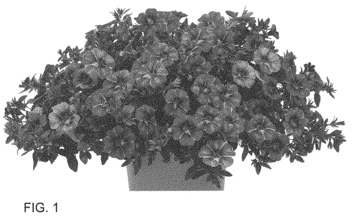 Figure 1 of US plant patent PP34586, the photograph of Docalraibebu printed in the patent.