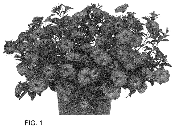 Figure 1 of US plant patent PP34587, the photograph of Docalraioro printed in the patent.