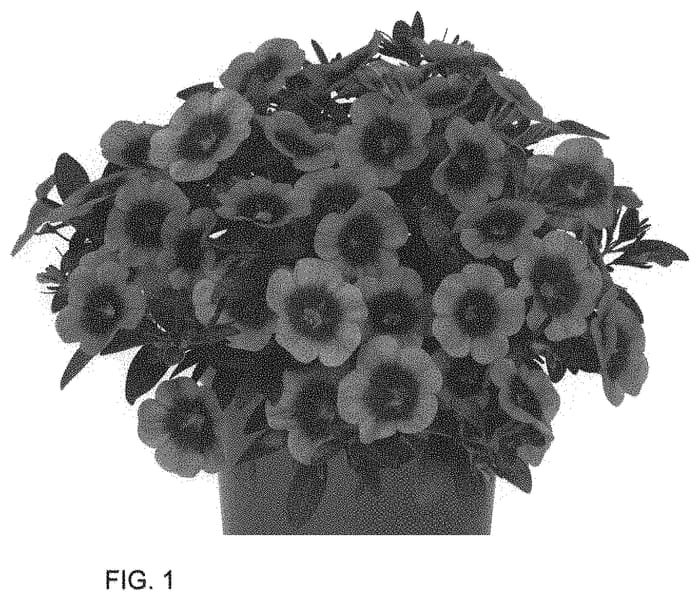 Figure 1 of US plant patent PP34588, the photograph of Docalhuhopi 21 printed in the patent.