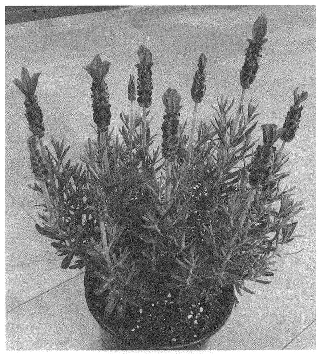 Figure 1 of US plant patent PP34589, the photograph of Dolavladibini printed in the patent.