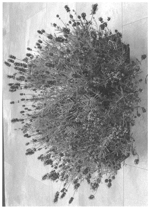 Figure 1 of US plant patent PP34590, the photograph of Dolavladietel printed in the patent.