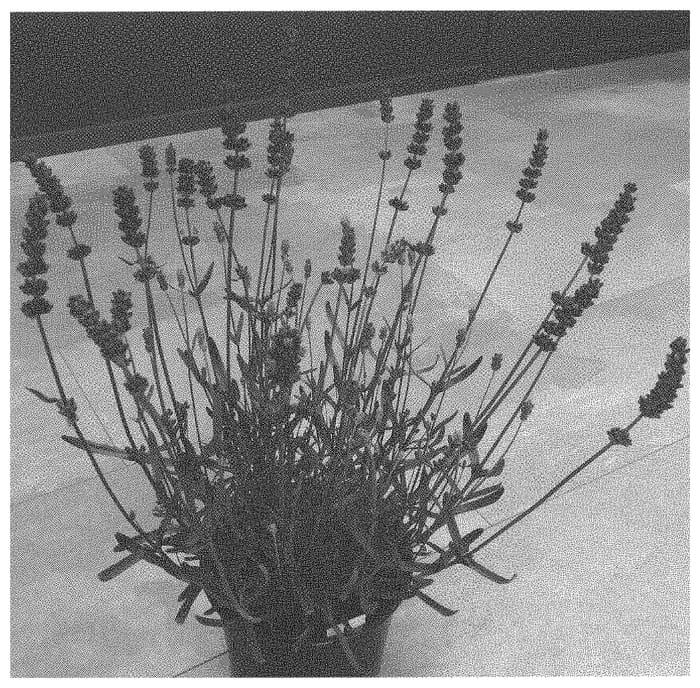 Figure 1 of US plant patent PP34591, the photograph of Dolavladivivi printed in the patent.