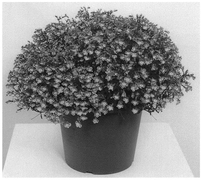 Figure 1 of US plant patent PP34592, the photograph of KLELE20103 printed in the patent.