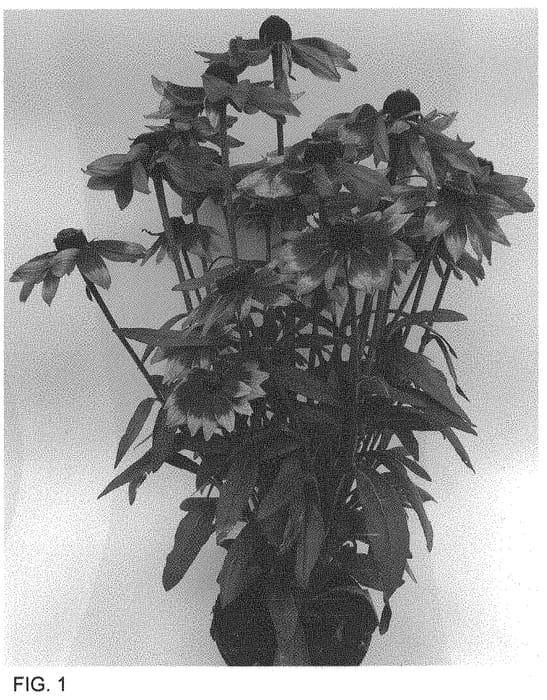 Figure 1 of US plant patent PP34593, the photograph of ET RDB 751 printed in the patent.