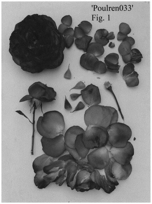 Figure 1 of US plant patent PP34594, the photograph of Poulren033 printed in the patent.