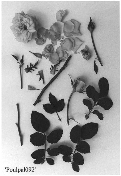 Figure 1 of US plant patent PP34595, the photograph of Poulpal092 printed in the patent.