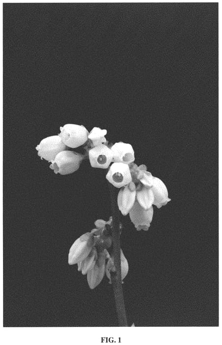 Figure 1 of US plant patent PP34596, the photograph of FL11-137 printed in the patent.