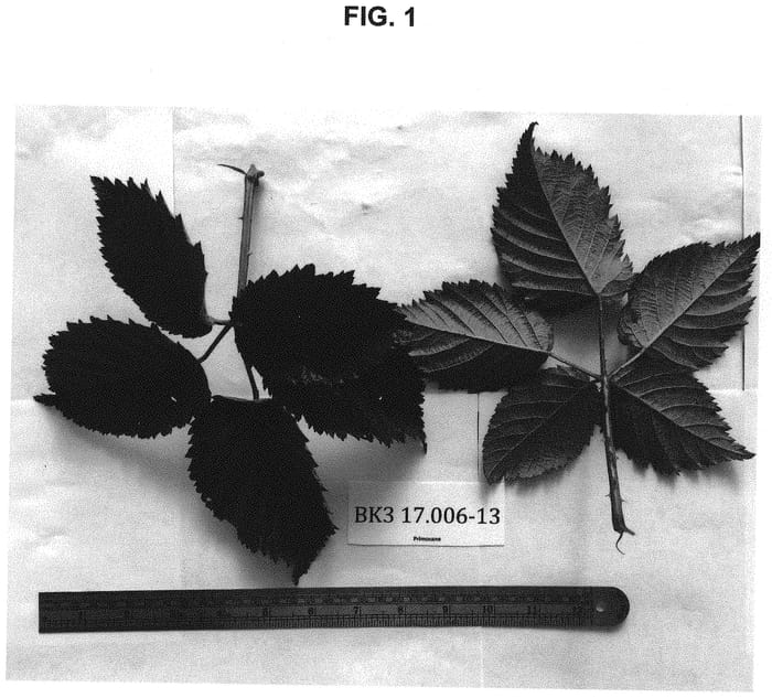 Figure 1 of US plant patent PP34597, the photograph of PS-BK3-17.006-13 printed in the patent.