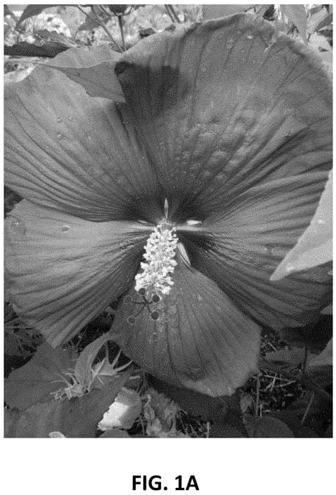 Figure 1 of US plant patent PP34599, the photograph of RutHib4 printed in the patent.
