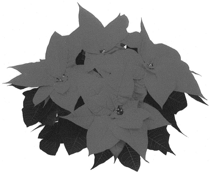 Figure 1 of US plant patent PP34600, the photograph of NPCW21350 printed in the patent.