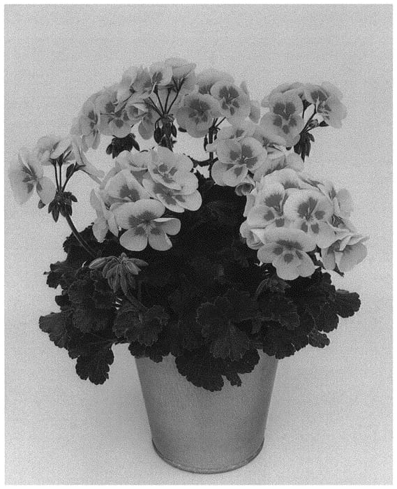 Figure 1 of US plant patent PP34601, the photograph of KLEPZ21614 printed in the patent.