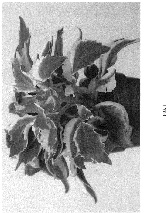 Figure 1 of US plant patent PP34602, the photograph of EC-KALA-2109 printed in the patent.