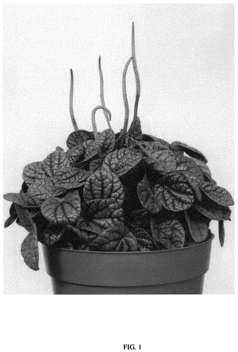 Figure 1 of US plant patent PP34603, the photograph of EC-PEPE-2101 printed in the patent.