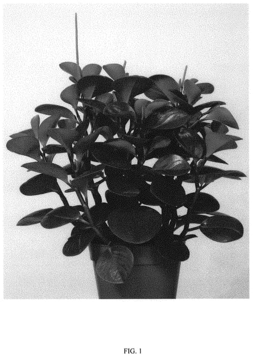 Figure 1 of US plant patent PP34604, the photograph of EC-PEPE-2104 printed in the patent.