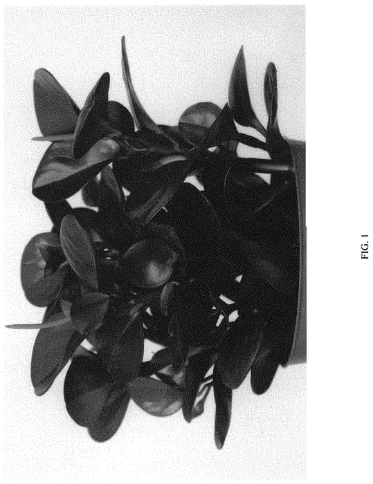 Figure 1 of US plant patent PP34605, the photograph of EC-PEPE-2103 printed in the patent.
