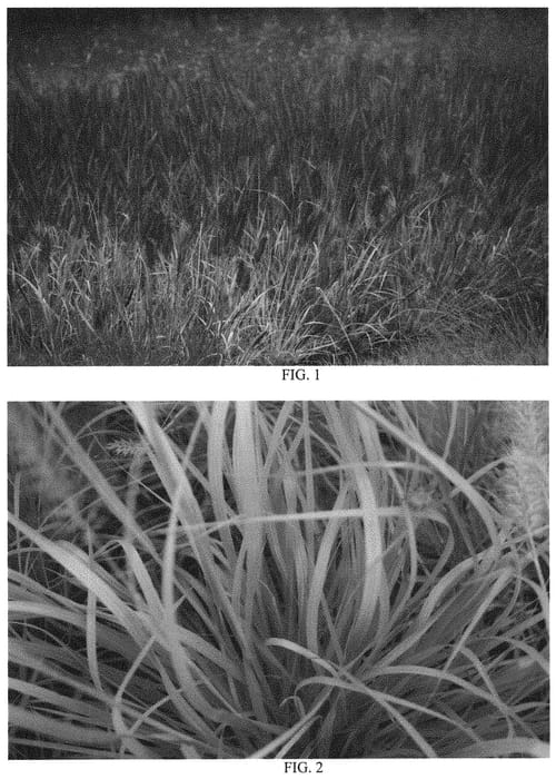Figure 1 of US plant patent PP34606, the photograph of Pure Energy printed in the patent.
