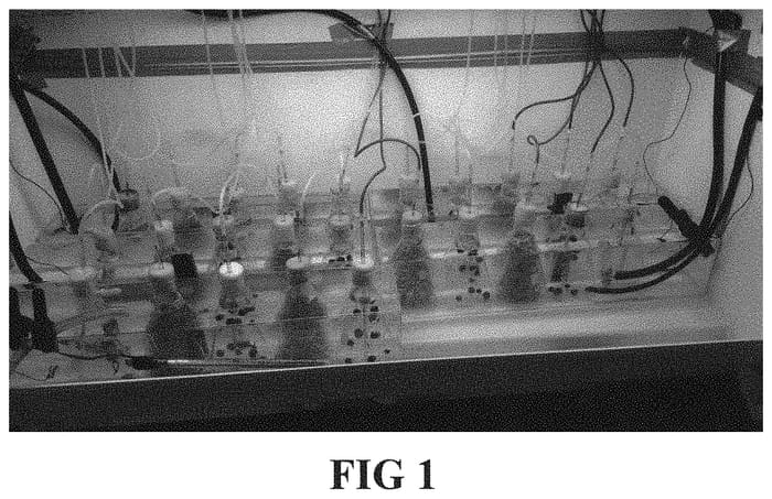 Figure 1 of US plant patent PP34607, the photograph of Brominata printed in the patent.