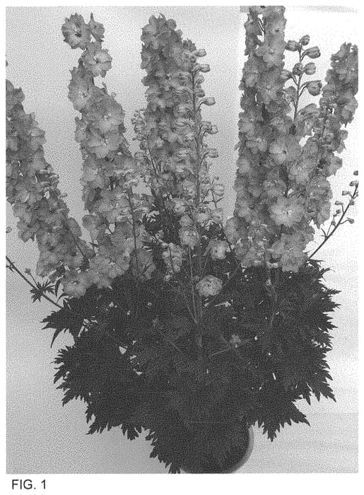Figure 1 of US plant patent PP34608, the photograph of ET DLP 827 printed in the patent.
