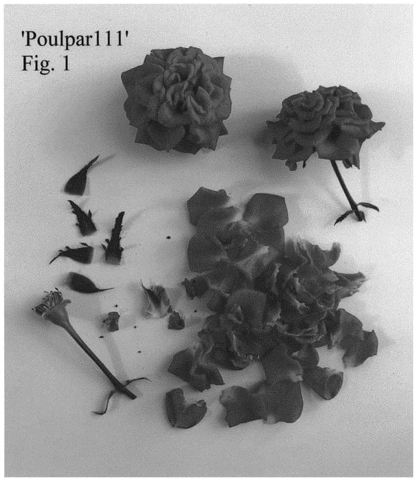 Figure 1 of US plant patent PP34609, the photograph of Poulpar111 printed in the patent.