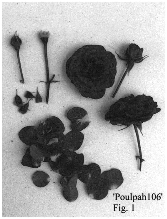 Figure 1 of US plant patent PP34610, the photograph of Poulpah106 printed in the patent.
