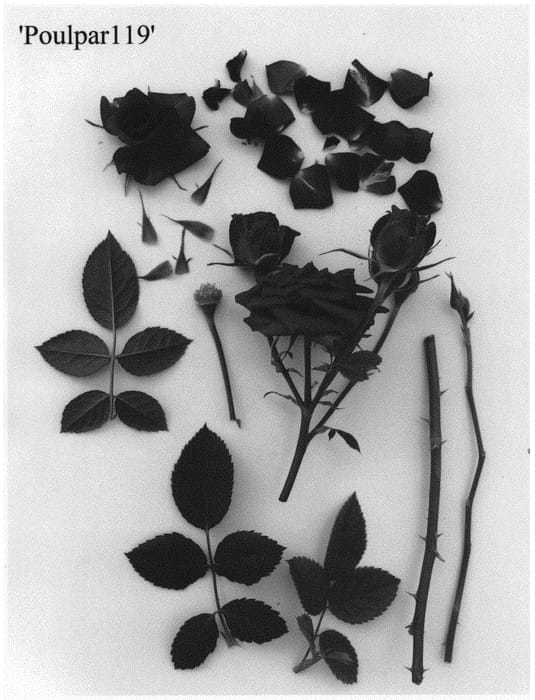 Figure 1 of US plant patent PP34611, the photograph of Poulpar119 printed in the patent.