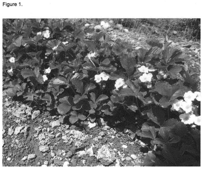 Figure 1 of US plant patent PP34612, the photograph of QBC-1 printed in the patent.
