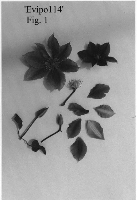 Figure 1 of US plant patent PP34613, the photograph of Evipo114 printed in the patent.