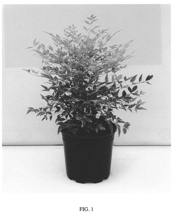 Figure 1 of US plant patent PP34614, the photograph of Nansid1 1 printed in the patent.