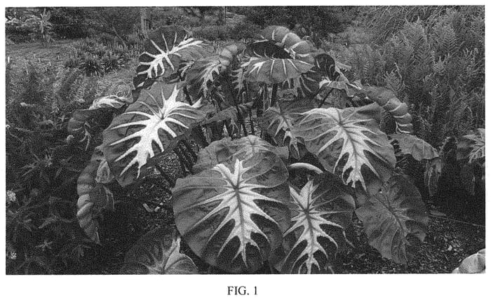 Figure 1 of US plant patent PP34615, the photograph of Waikiki printed in the patent.