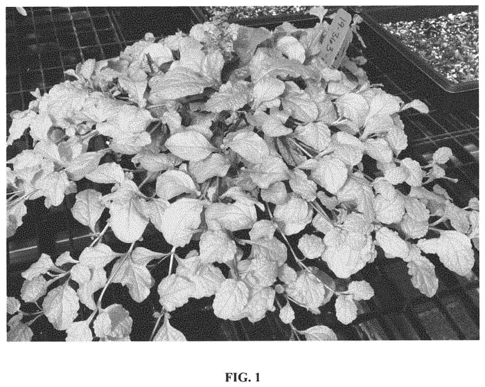 Figure 1 of US plant patent PP34616, the photograph of Trotou printed in the patent.