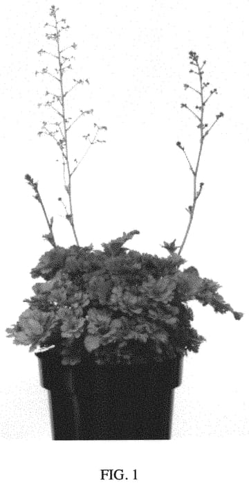 Figure 1 of US plant patent PP34617, the photograph of ALCHEFRIL printed in the patent.