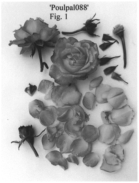 Figure 1 of US plant patent PP34618, the photograph of Poulpal088 printed in the patent.