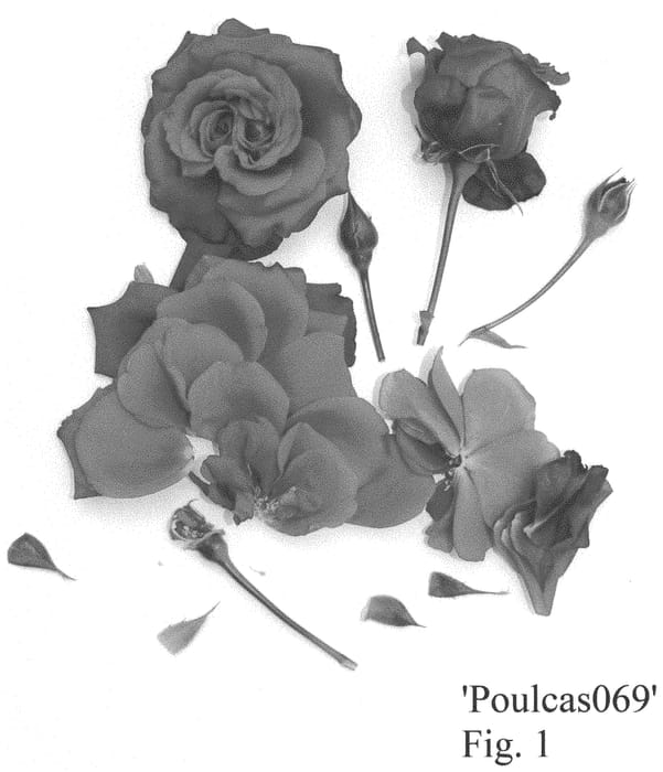 Figure 1 of US plant patent PP34619, the photograph of Poulcas069 printed in the patent.