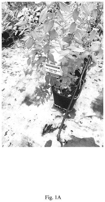 Figure 1 of US plant patent PP34620, the photograph of BB14-321NA-1 printed in the patent.